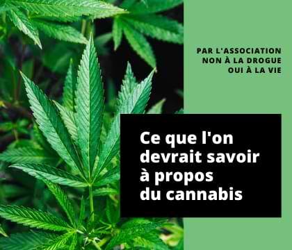 Brochure PDF : Ce que l'on devrait savoir à propos du cannabis